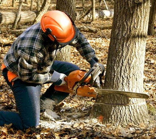 Tree Removal in Mountain Rest, SC